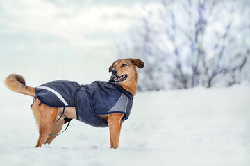 Portrait of a short hair dog with a winter coat in front of a snowy landscape