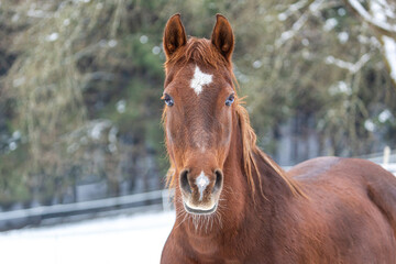 Portrait of a brown horse on a winter paddock