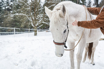 A horse therapist massaging an injured white arabian horse in winter outdoors