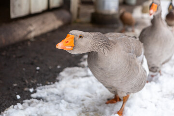 Portrait of a goose on a winter paddock