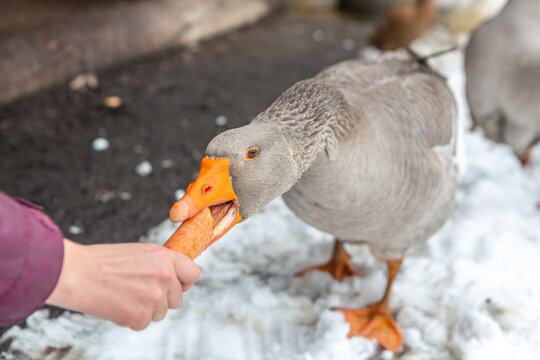 A person feeding a grey goose with a carrot