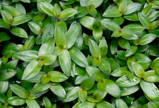 Small-leaf spiderwort or River spiderwort isolated on white background