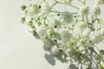 Beautiful gypsophila plant on white background, closeup. Space for text