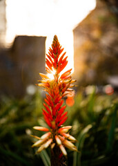 flower in the garden