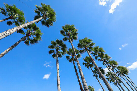Looking up at a group of tall Washintonia Palm trees, also known as the Mexican Fan Palm.  The Washingtonia Palm can reach heights of up to 100 feet tall.