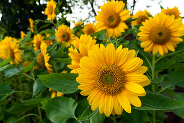 Sunflowers in the garden