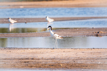 The pied avocet, Recurvirostra avosetta, is a large black and white wader with long, upturned beak