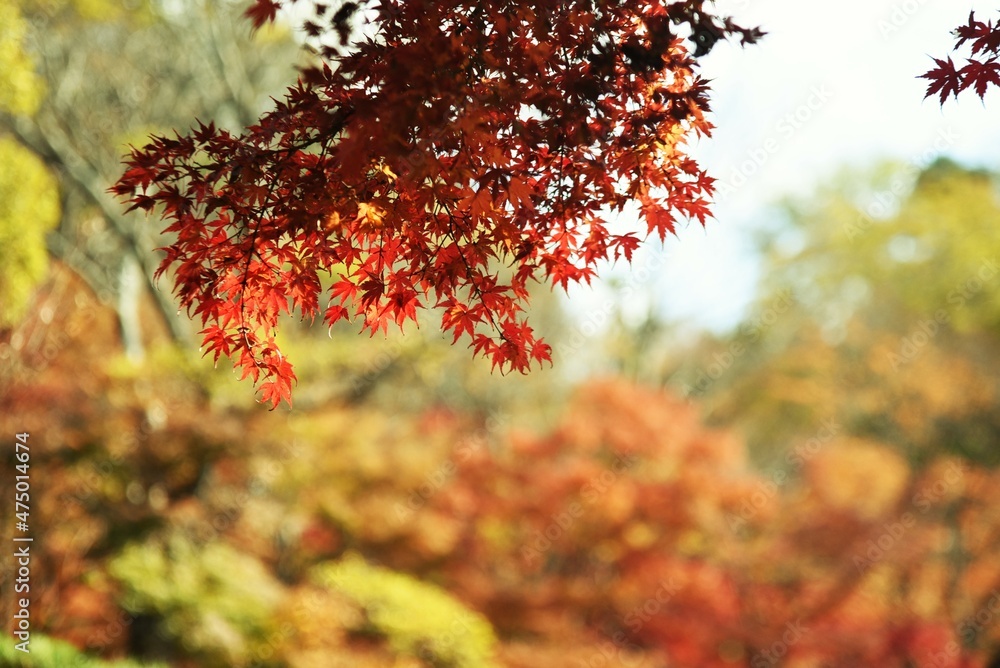 Wall mural a beautiful view of autumn in japan. autumn leaves of maple.