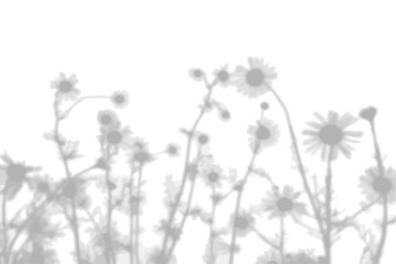 Summer background from the shadow of a sprig of field grass and flowers on a white wall. White and black for photo or mockup