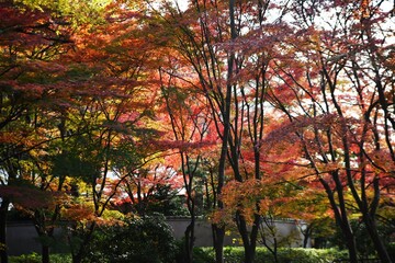 A beautiful view of autumn in Japan. Autumn leaves of maple. 