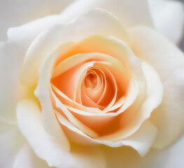 美しい白い薔薇、薔薇の花、1輪、クローズアップ、ソフトフォーカス