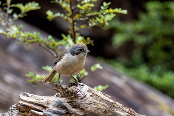 Brown Creeper Endemic to New Zealand