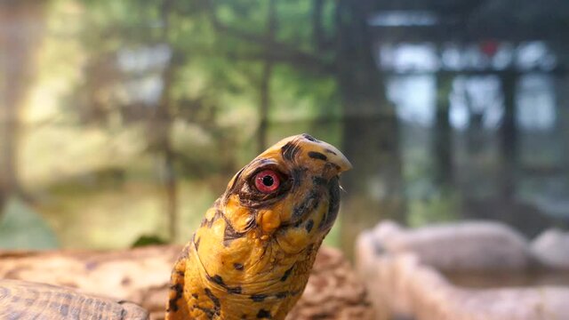 Pet box turtle with red eyes head close-up