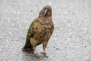 Kea Alpine Parrot of New Zealand