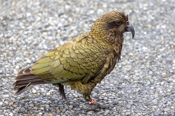 Kea Alpine Parrot of New Zealand