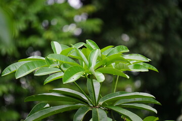 Alstonia scholaris (also called blackboard tree,  devil's tree, pule, kayu gabus, lame, lamo, pule, jelutung) leaves with a natural background