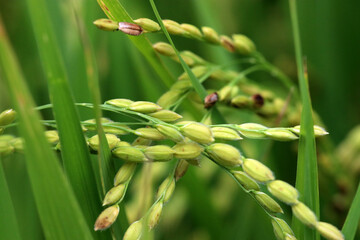 Young well growing green ear of rice plant. 青々と実る若い稲の束の隙間から除く若い稲穂。