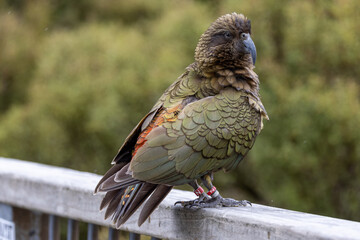 Kea Alpine Parrot of New Zealand