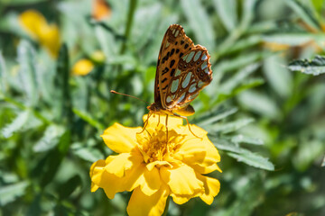A butterfly, a queen of Spain fritillary, lat. Issoria lathonia, sitting on a yellow flower and drinks nectar with its proboscis. Butterfly collects nectar on flower.