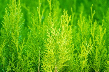 Green branches and young leaves of a thuja tree.