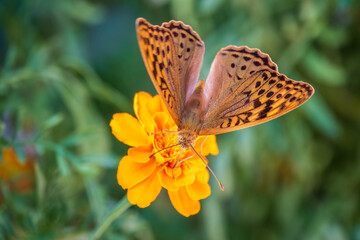 The dark green fritillary butterfly collects nectar on flower. Speyeria aglaja is a species of butterfly in the family Nymphalidae.