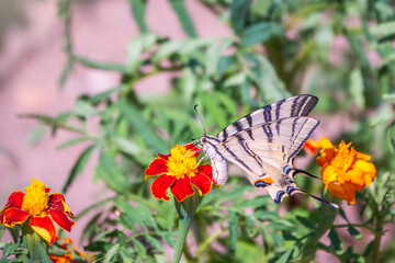 Beautiful Butterfly Scarce Swallowtail, Sail Swallowtail, Pear-tree Swallowtail, Podalirius. Latin name Iphiclides podaliriu. Butterfly collects nectar on flower.