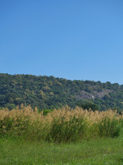 Fototapeta premium Group of Reed tree plant in field in mountain valley and blue sky in background, Thailand