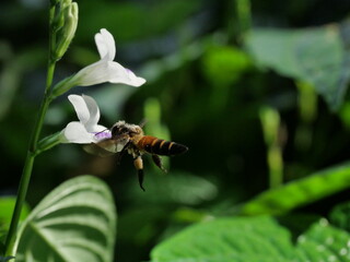 Giant honey bee seeking nectar on white Chinese violet or coromandel or creeping foxglove ( Asystasia gangetica ) blossom in field with natural green background, White pollen dust on the insect's head
