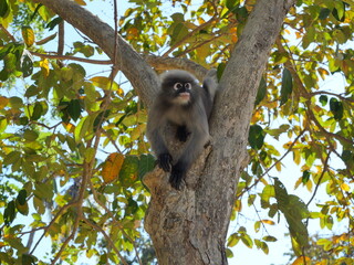 Dusky leaf monkey on tree,  A forest mammal with green trees and shrubs