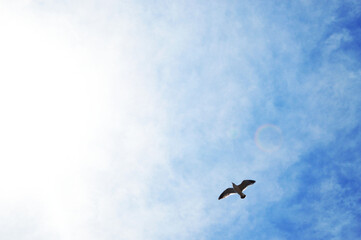 View of flying seagull bird against the blue sky