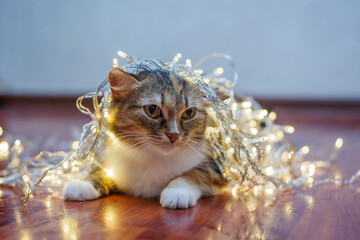 The cat redhead gray white striped a little angry lies on a dark floor in a bright festive garland and looks displeased