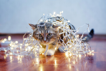 A beautiful cute cat of three colors in a festive yellow garland walks across the dark floor and looks like a hunter
