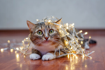 A striped tricolor cute cat lies on a dark floor in a bright festive garland and looks piercingly funny upwards.
