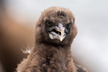 Otago Shag Endemic to New Zealand