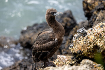 Otago Shag Endemic to New Zealand