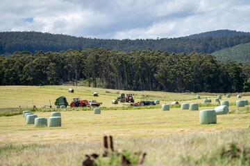 Baling hay and silage rolls and bales on a farm, in australia, by the ocean and sea.