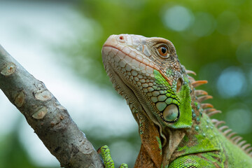 lizard, animal, green lizard with blur background