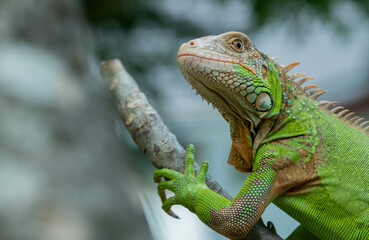 lizard, animal, green lizard with blur background