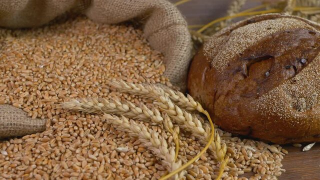 Spikelets of ripe wheat lie on grains poured from pellet bag. Delicious baked rye bread on table. Healthy natural bio food concept. No people, slow motion footage. Agricultural activity. Heap of crop