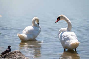 Graceful white Swan with a red beak stands on the bank of a pond