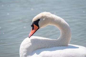 Portrait of a graceful white swan with long neck on blue water background.