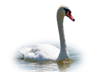Fototapeta premium Graceful white Swan swimming in the lake, isolated on white background. Portrait of a white swan swimming on a lake.