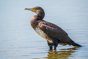 Great cormorant, Phalacrocorax carbo, standing in water on the sea shore.