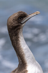 Otago Shag Endemic to New Zealand