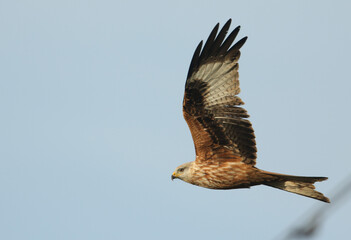 A magnificent Red Kite, Milvus milvus, flying in the blue sky.