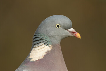 A head shot of a pretty Woodpigeon, Columba palumbus.