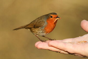 A Robin, Erithacus rubecula, sitting on the fingers of a persons hand eating a mealworm.