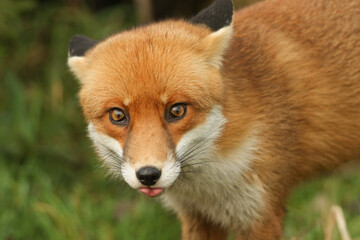 A Red Fox, Vulpes vulpes, poking out its tongue.
