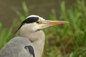 A head shot of a Grey Heron, Ardea cinerea, hunting for food in the reeds at the edge of a river.
