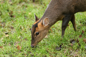 A female Muntjac Deer, Muntiacus reevesi, feeding at the edge of a field in the UK.	